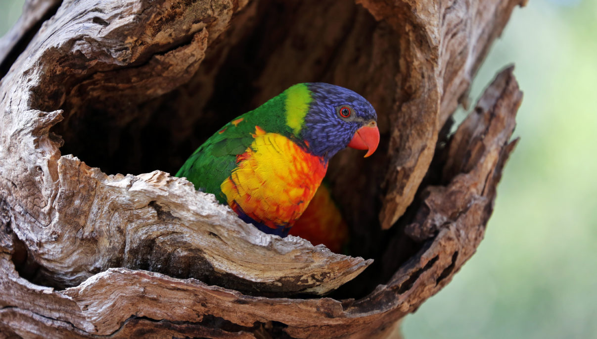 Aussie Backyard Bird Count